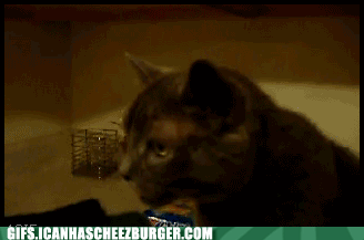 funny-animal-gifs-cats-are-gross