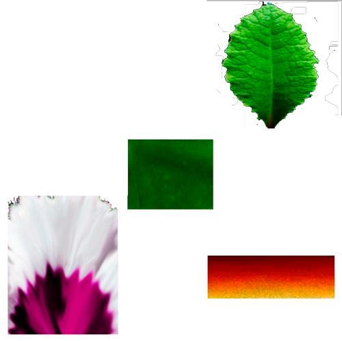 flower_06_b.-БЕЗ-ВАЗЫ