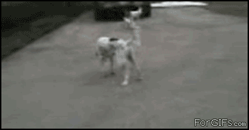 Dogs_fight_fatal_bite