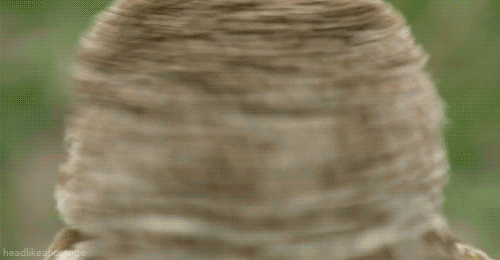 It+spins.+It+hurts+just+watching_8e09ab_3576215