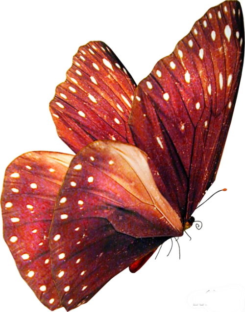 1235661617_butterfly10