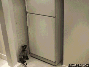funny-gifs-cat-opens-freezer