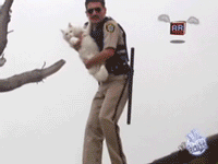 спасение кота