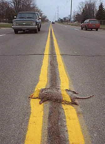 possum1