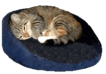 cat-clip-art-cat-pillow