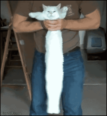 длиннокот-longcat-песочница-52242