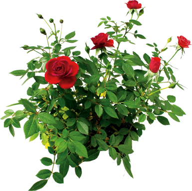 roza
