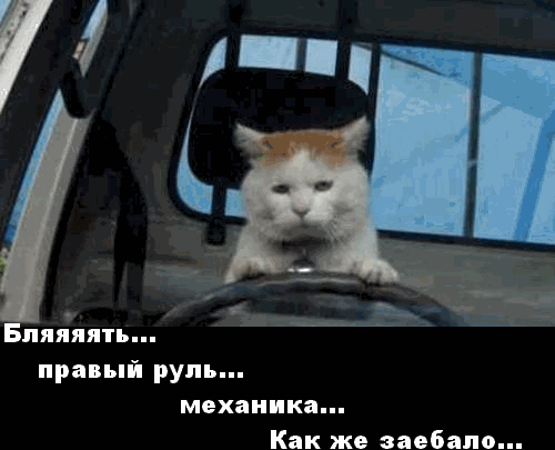 кот1