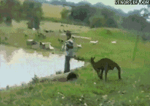 funny-gifs-kick-it-off-kangaroo