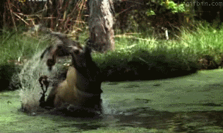 гифки-крокодил-песочница-140578