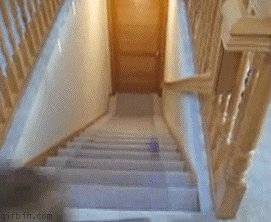 гифки-собака-43558