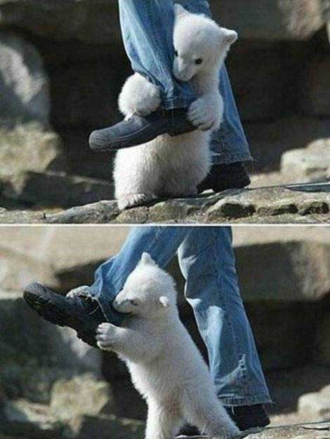 1263061083_1259126951_napal_belyj_medved_2