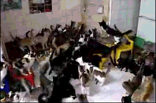 130 cats