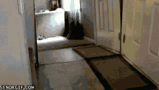 гифки-котэ-песочница-удалённое-179883