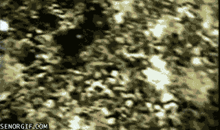 funnygifsintelligentbirdcompletesrubegoldbergmachine