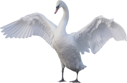 87010806_large_Lebedi_na_prozr_fone_16_