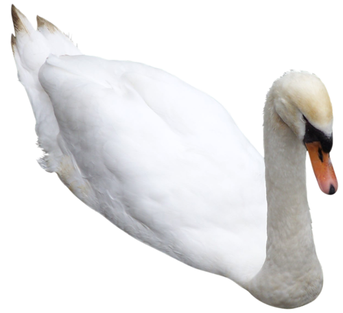 87010815_large_Lebedi_na_prozr_fone_25_