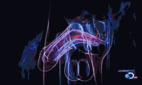 gifkipesochnicahuiyerotika140288_yapfiles.ru