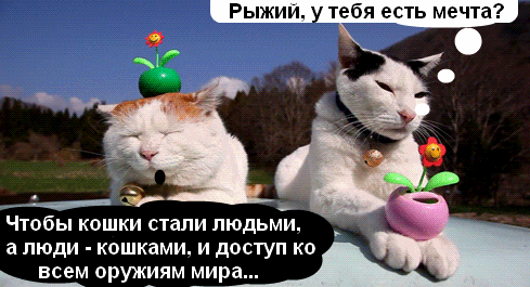 кохи