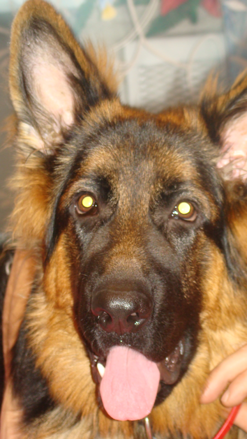 DSC04393_yapfiles.ru