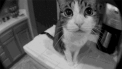 tumblr_m46fw23cPN1rtbmh0o1_250