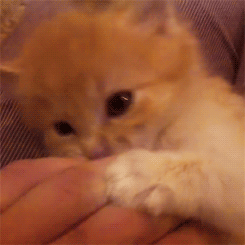 tumblr_m43yjwWNwu1rtbmh0o1_250