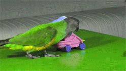 попугай-ювелир-песочница-113713