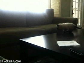funny-gifs-kittens-first-jump