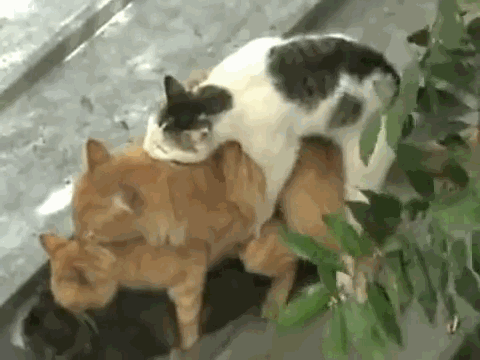 гифки-котэ-211236