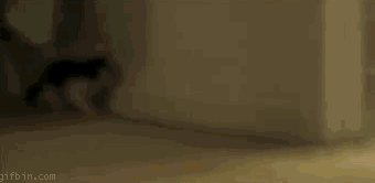 animated_gif_catsmob_com_01087_008