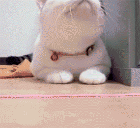 Кот и девушка