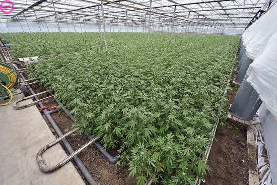 e0393830_ANP_8119516