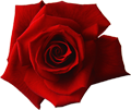 roza_2