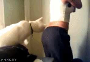 Котэ одобряет!