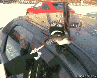 this-bird-just-wants-to-look-cool