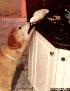 попугай и пес