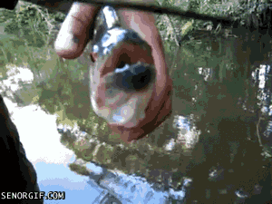 funny-gifs-piranha-scissors