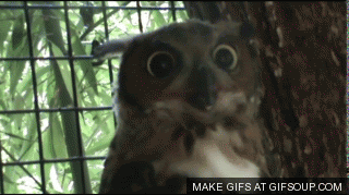 epic-owl_o_GIFSoupcom-1