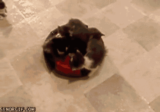 cat_gif_02