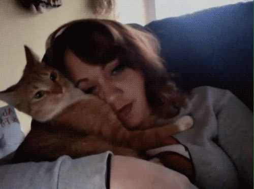 гифки-котэ-личное-песочница-260481