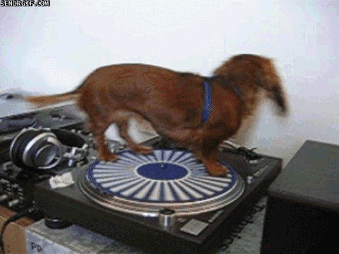 funny-gifs-dj-dog