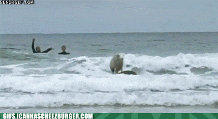 funny-animal-gifs-surfin-sheep