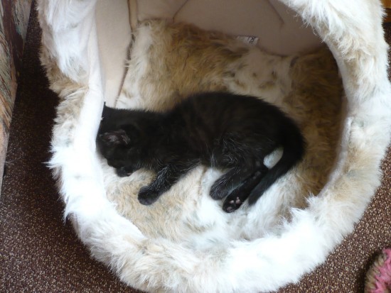 маленька катяфа