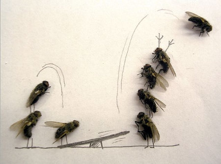 flies-7