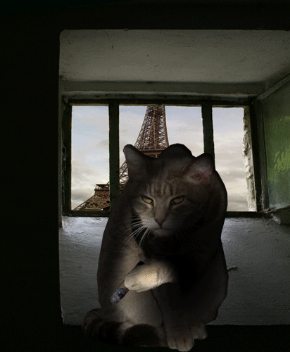 76387317_animated_cards_cats_wallotru__67_