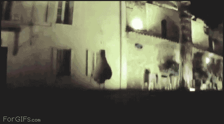 Seagull_steals_camera