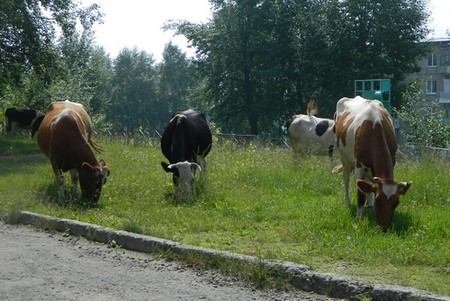коровы