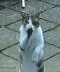 1257371914_dancing-cat