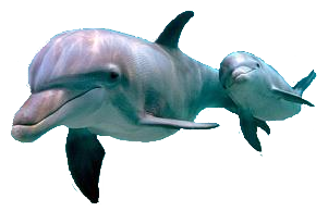 Дельфин2