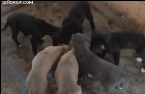 1312206679_1311710409_puppyflip1